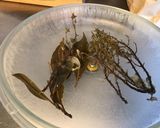 Une image de l'étape 8 de Bouillon de chevreau aux herbes et épices (anti gaspi).