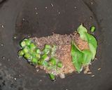 A picture of step 1 of Yellow rice.