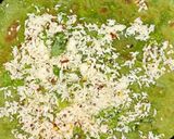 A picture of step 5 of Palak Paneer Paratha.
