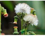 Hình bước làm 1 của món Rau Tàu bay xào tỏi