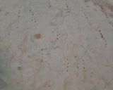 Foto del paso 2 de la receta: Pizza bianca