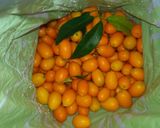 Foto del paso 1 de la receta: Kinotos en almíbar