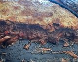Foto del paso 1 de la receta: Empanada de ternera