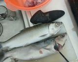 Foto langkah ke 2 dari resep Otak-Otak Bandeng Khas Gresik.