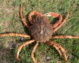 A picture of step 1 of Spider crab steamed.