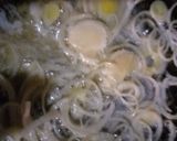 Foto del paso 9 de la receta: Vichyssoise