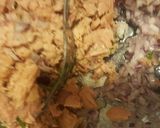 Foto del paso 2 de la receta: #salado. Enrollado de atún