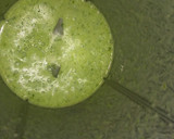 Foto del paso 2 de la receta: Vinagreta  fácil
