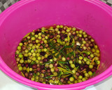 Foto del paso 1 de la receta: Aceitunas al estilo campo real (la recolección)