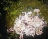 Foto langkah ke 7 dari resep Cumi Cumi Cabe Hijau.