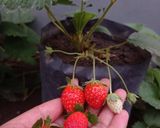 Foto langkah ke 1 dari resep Smoothies Strawberry Banana 🍓🍌.