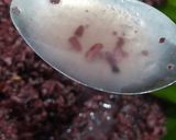 Foto langkah ke 8 dari resep 1009. Tape Ketan Mix Hitam+Putih ala Ibu (manis tanpa gula dan berair banyak).