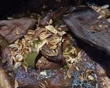 Foto langkah ke 6 dari resep Buras Sayur Ketupat plus Semur Lengkap.