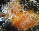 A picture of step 18 of Hearty Katsu Curry.