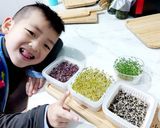 苜蓿芽沙拉/芽菜沙拉/與孩子一起享受種植樂趣與收成😊的食譜步驟1照片