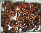 Foto langkah ke 2 dari resep 🌶 Bon Cabe ala Digan 🌶.