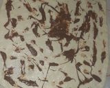 صورة لخطوة 6 من وصفة بريوش مضفور رائع ف الشكل والمذاق لا يقاوم 💥💖