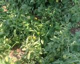 عکس مرحله 2 از دستور ترشی کال گوجه🍅