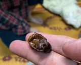 รูปขั้นตอนการทำที่ 1 ของ แมงจีนูนคั่ว 🤤 / Roasted Cockchafers 😋