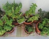 Foto del passaggio 1 della ricetta "Caramelle profumate" di basilico (da conservare*) 🍬🌱🍃