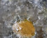 A picture of step 3 of Orange juice.