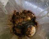 Gambar langkah 2 resipi Hard-boiled Egg Chocolate Pudding - Puding Coklat Telur Rebus.