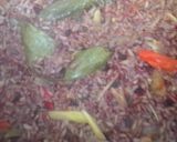 Foto langkah ke 6 dari resep Diet GM Day 7 (Nasi Liwet Beras Merah).