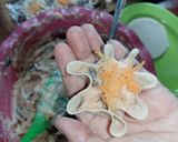 Foto langkah ke 6 dari resep Siomay Dimsum.