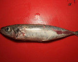 Foto del paso 2 de la receta: Jurel de cola rosada con manto de gambas y almejas
