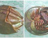 Foto langkah ke 2 dari resep Urap-urap Telur Kepiting Tapal Kuda.