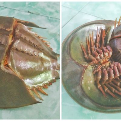 Langkah 2