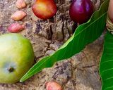 A picture of step 2 of Fresh plum and mango juice.