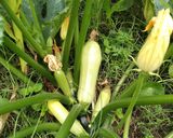 Foto del paso 8 de la receta: Arrollado de Zucchini