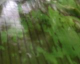 ভেটকি মাছের পাতুরি(bhetki macher paturi recipe in Bengali) রেসিপি ধাপ - 5 ছবি