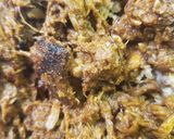 A picture of step 3 of Carnitas Tacos.