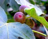 Une image de l'étape 1 de Figues séchées maison au deshydrateur, sans sulfites.