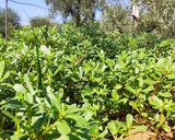 A picture of step 11 of Purslane and Ricotta Frittata.