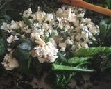 A picture of step 4 of Rose Börek.