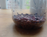 Foto del paso 3 de la receta: ¡Brotes de legumbres! en GERMINADOR casero REUTILIZABLE