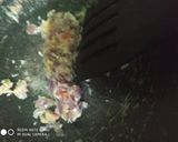 Foto langkah ke 5 dari resep Tumis pucuk bijur (ubi ungu) pakai udang sedang.