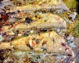 Une image de l'étape 8 de Petits merlans à la chermoula frits 🐟.
