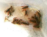 A picture of step 1 of First Attempt Success! Salt-Steamed Crayfish.