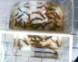 A picture of step 4 of First Attempt Success! Salt-Steamed Crayfish.