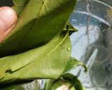 Foto langkah ke 1 dari resep Jus Daun Sirsak.