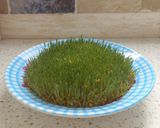 عکس مرحله 6 از دستور سبزه ارزن