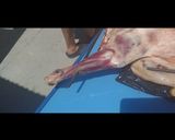 Foto del paso 8 de la receta: Cordero a la asador (paso a paso)