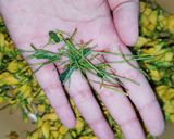 รูปขั้นตอนการทำที่ 1 ของ ดอกโสนผัดไข่