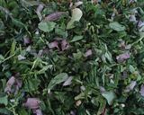 A picture of step 2 of Methi paratha.