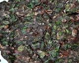கேழ்வரகு முருங்கை கீரை அடை (Kelvaraku murunkai keerai adai recipe in tamil) ரெசிபி ஸ்டேப் 7 புகைப்படம்