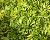 Hình bước làm 2 của món Tuần 2: Canh hoa thiên lý nấu tôm